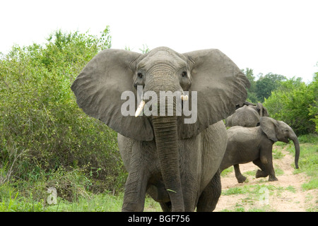 Matriarche éléphant à Mala Mala Banque D'Images