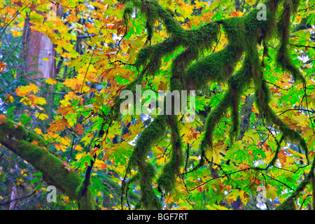 Branches couvertes de mousses et de feuilles d'or au cours de l'automne dans la forêt tropicale du parc provincial Goldstream, Victoria, dans le sud de Vancouve Banque D'Images