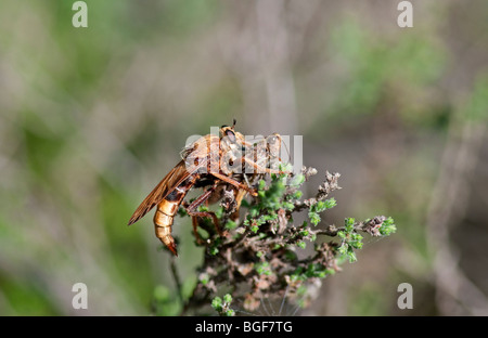 Voleur de Hornet Fly : Asilus crabroniformis, sauterelle avec ses proies. Plus grand fly in UK Banque D'Images