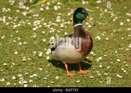 Canard colvert (Anas platyrhynchos). Drake ou mâle sur l'une marguerite (Bellis perennis) couvertes de pelouse. Banque D'Images