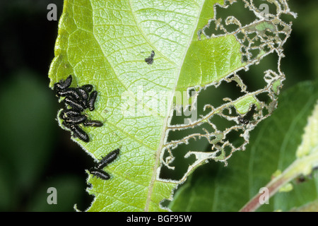 Feuille de l'aulne (Agelastica alni), larves de manger des feuilles d'un aîné. Banque D'Images