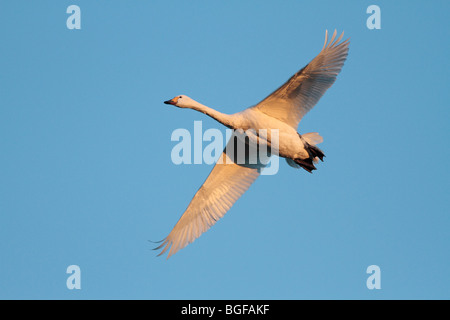 Le cygne de Bewick en vol Banque D'Images