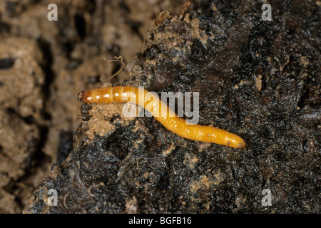 Cliquez sur Beetle (Agriotes sp.), la larve sur le sol. Banque D'Images