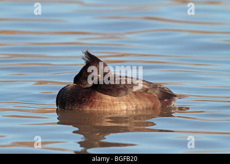 Fuligule morillon femelle Banque D'Images