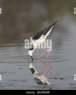 Black-winged stilt Banque D'Images