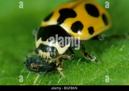 Dix-spot Ladybird, 10-spot Ladybird (Adalia decempunctata), manger un puceron. Banque D'Images