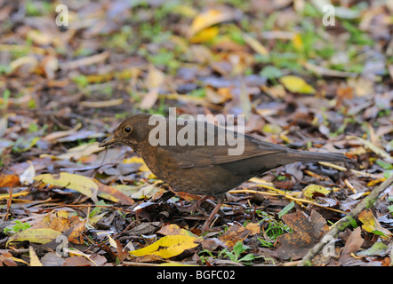 Alimentation Blackbird femelle dans la litière - Turdus merula Banque D'Images