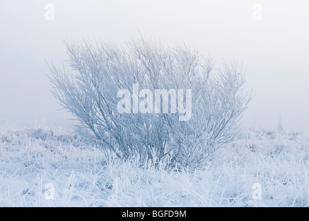 Lonely tree isolé par le brouillard sur un froid matin d'hiver Banque D'Images