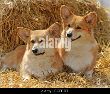 Deux corgis pembroke Banque D'Images