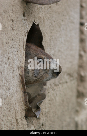 Tuyau de vidange de mur en béton de la Marmotte Banque D'Images