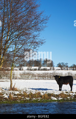 Une vache Aberdeen Angus noir dans le champ de neige du Hertfordshire, England UK Banque D'Images