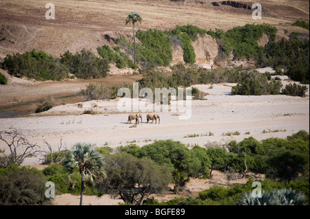 Désert éléphants adaptés dans le Hourasib lit du fleuve, la Namibie. Banque D'Images
