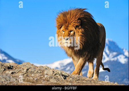 Lion de Barbarie (Panthera leo leo) - disparue, captive, Bozeman, Montana, USA Banque D'Images