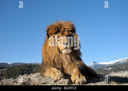 Lion de Barbarie (Panthera leo leo) - disparue, captive Banque D'Images