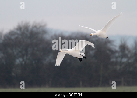 Deux cygnes de Bewick adultes en vol Banque D'Images