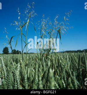 La folle avoine (Avena fatua) récolte de blé en panicules dans l'oreille Banque D'Images