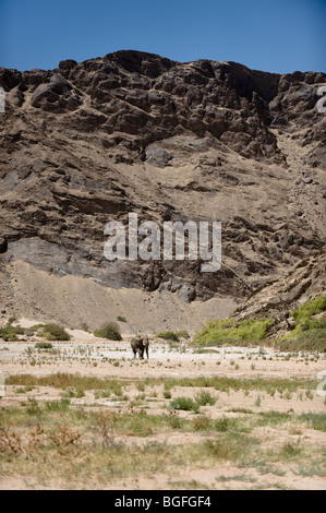 Adapté du Désert éléphants dans la vallée de la rivière Hoanib, la Namibie. Banque D'Images