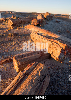 Ensemble et casse de billes à pétrifié Petrified Forest National Park en Arizona, USA. Banque D'Images