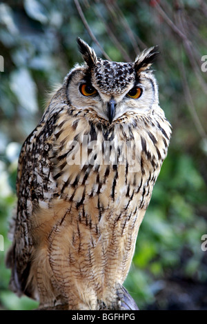 Bengal Eagle Owl Bubo Bengalensis assis Banque D'Images