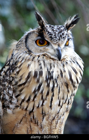 Bengal Eagle Owl Bubo Bengalensis assis Banque D'Images