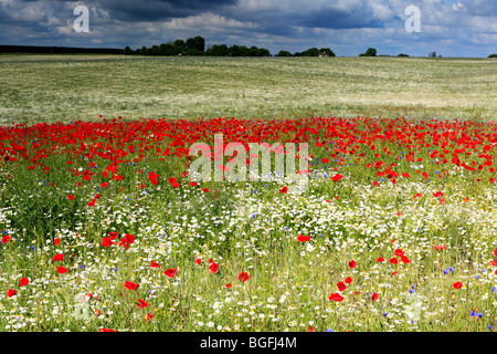 Champ de coquelicots rouges, près de l'Vladimir-Volynsky, Oblast de Volhynie, en Ukraine Banque D'Images