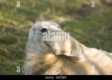 Un bébé phoque gris au Donna Nook terreau, sur la côte du Lincolnshire, Royaume-Uni Banque D'Images