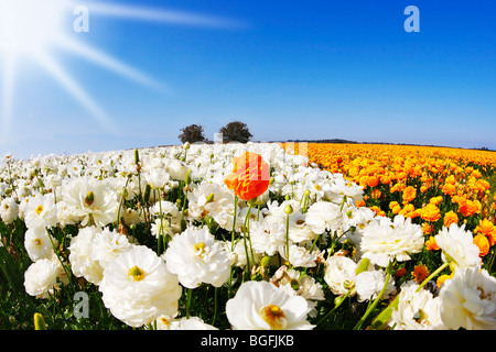 Magnifique domaine de renoncules fleurs orange et blanc sur un coucher de soleil, photographié par un objectif ' l ' oeil de poisson Banque D'Images