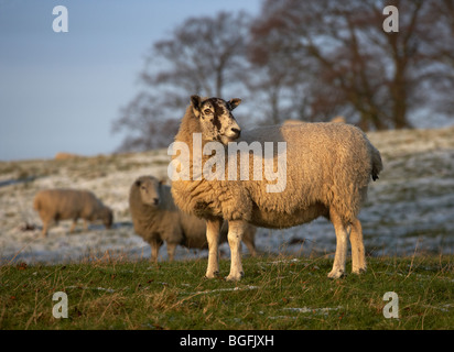 YORKSHIRE SCULPTURE PARK WEST BRETTON HIVER NEIGE MOUTONS Banque D'Images