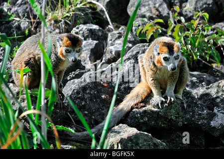L'Eulemur coronatus (lémuriens couronné) originaire de Madagascar Banque D'Images