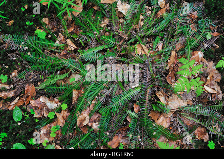 Blechnum / hard fern (Blechnum spicant) en forêt, Allemagne Banque D'Images