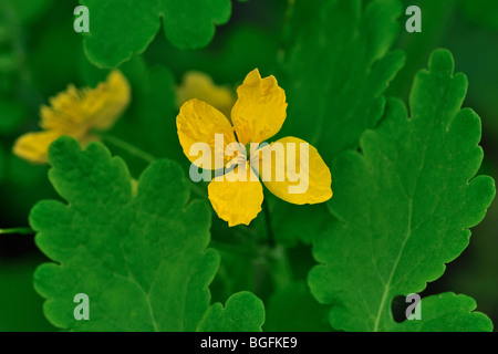 Une plus grande chélidoine / Tetterwort (Chelidonium majus) en fleurs au printemps Banque D'Images