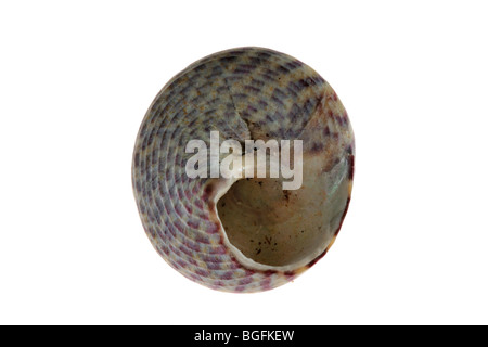 Haut gris shell (Gibbula cineraria) sur fond blanc Banque D'Images