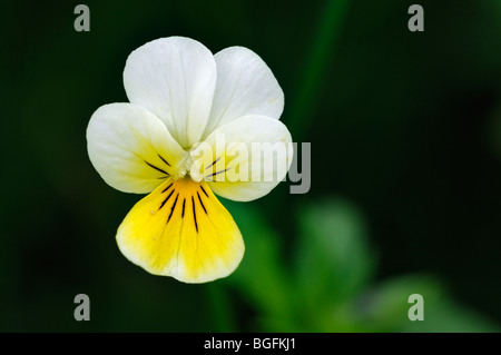 Pensée sauvage / heartsease / Heart's Ease (Viola tricolor) en fleurs au printemps Banque D'Images