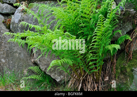Dame-de-Vénus commun / lady fern (Athyrium filix-femina) croissant parmi les roches Banque D'Images