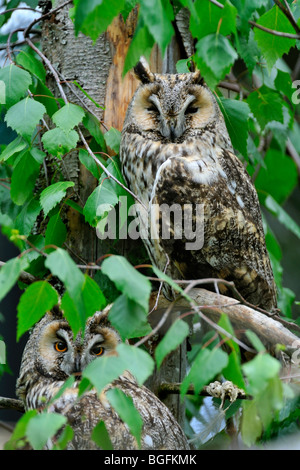 Deux hibou moyen-duc (Asio otus) se percher dans l'arbre dans la forêt Banque D'Images