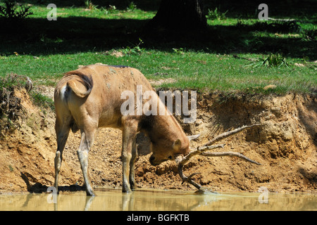 Le cerf du père David (Elaphurus davidianus / Milu) debout, en rivière et de frotter le velvet à partir de son bois, originaires de Chine