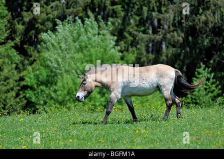 Le cheval de Przewalski (Equus ferus przewalskii) sur le bord de forêt, originaire de Mongolie Banque D'Images