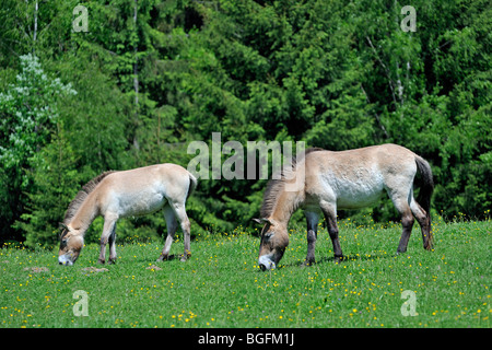 Le cheval de Przewalski (Equus ferus przewalskii) et son poulain sur le bord de forêt, originaire de Mongolie Banque D'Images