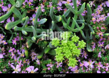 Rock samphire (Crithmum maritimum) croissant sur les falaises de la mer, Bretagne, France Banque D'Images