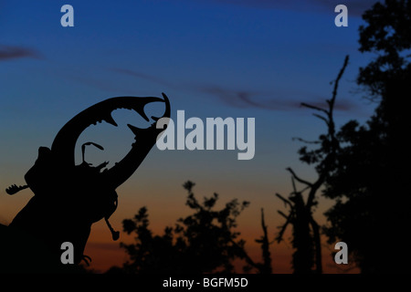 Close-up des pièces buccales de Stag beetle (Lucanus cervus) découpé sur coucher de soleil sur la forêt, la Brenne, France Banque D'Images