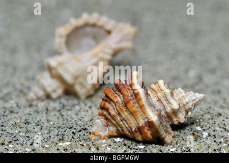 Sting winkle / forage / huître (Murex Ocenebra erinacea) sur plage, Bretagne, France Banque D'Images