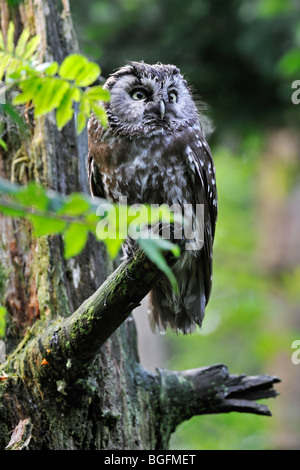 La chouette de Tengmalm (Aegolius funereus) perché dans l'arbre dans la forêt Banque D'Images