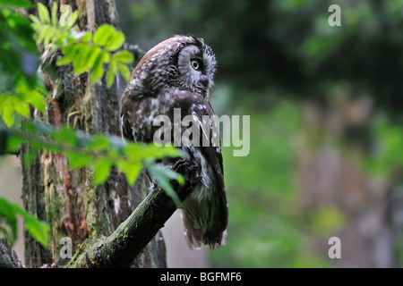 La chouette de Tengmalm (Aegolius funereus) perché dans l'arbre dans la forêt Banque D'Images