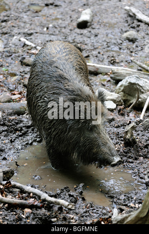 Le sanglier (Sus scrofa) en prenant un bain de boue dans la boue pour se débarrasser des parasites en forêt Banque D'Images