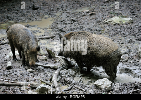 Le sanglier (Sus scrofa) en prenant un bain de boue dans la boue pour se débarrasser des parasites en forêt Banque D'Images