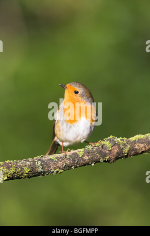 Rougegorge familier Erithacus rubecula aux abords perché sur la branche couverte de lichen, Cleeve à Somerset, en décembre. Banque D'Images