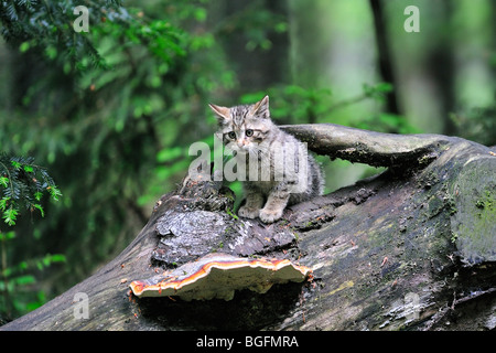 Chaton Chat sauvage (Felis silvestris) sur le tronc de l'arbre dans la forêt, Allemagne Banque D'Images