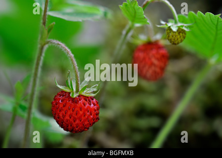 Fraise des bois / Les fraises (Fragaria vesca) close up montrant des fruits rouges Banque D'Images