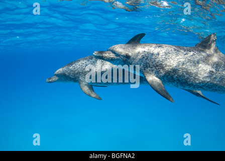 Deux dauphins tachetés de l'Atlantique (Stenella frontalis) près de la surface dans les eaux bleues de la Bahamas Banque D'Images