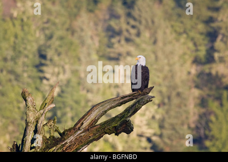 Pygargue à tête blanche reposant sur arbre mort à Port Hardy Bay l'île de Vancouver Banque D'Images